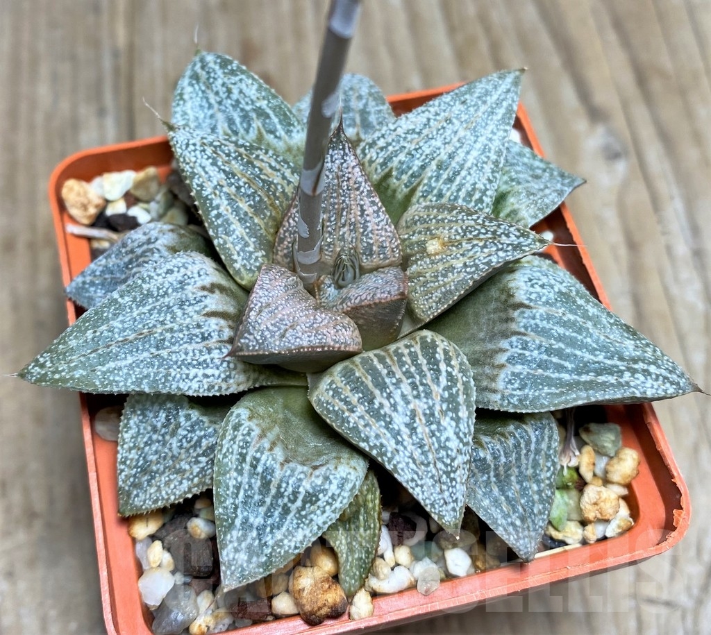 SHPR22289 Haworthia splendens 'Scarlet Floyd' PP21 - Imagen 3