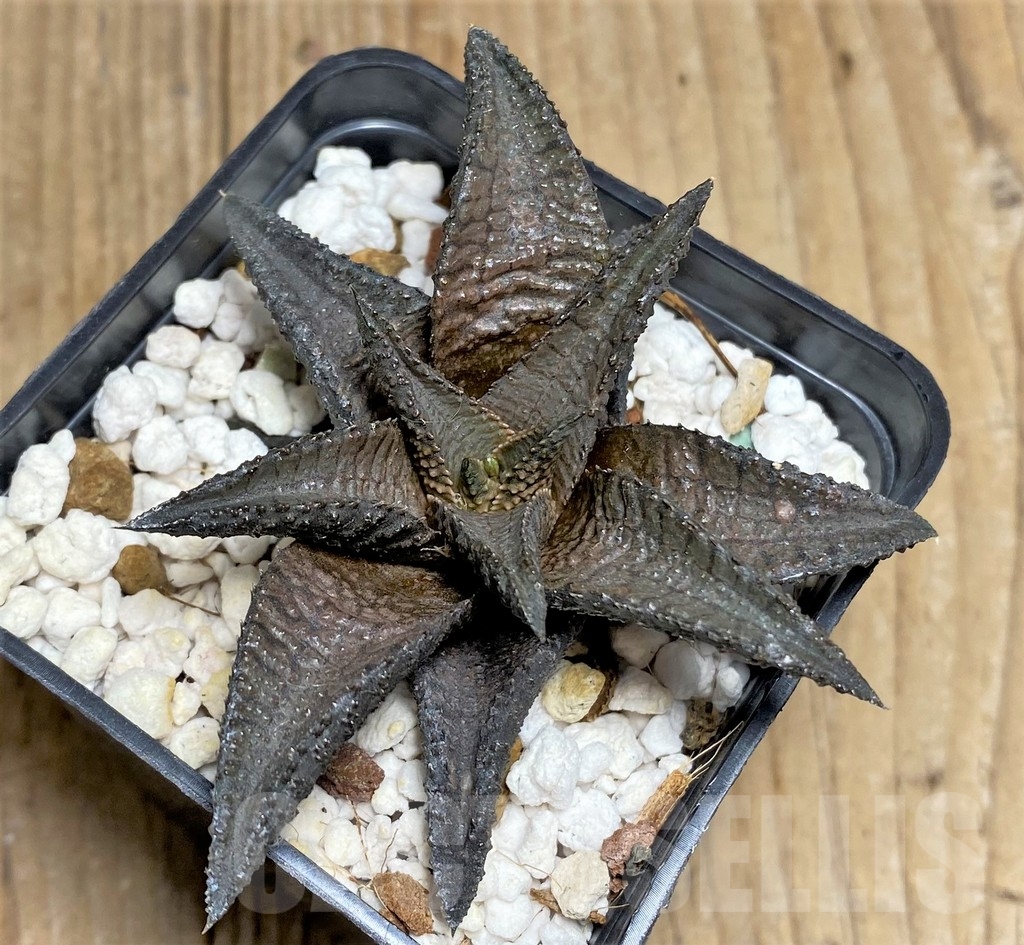 SHPR22290 Haworthia tessellata x koelmaniorum - Imagen 2