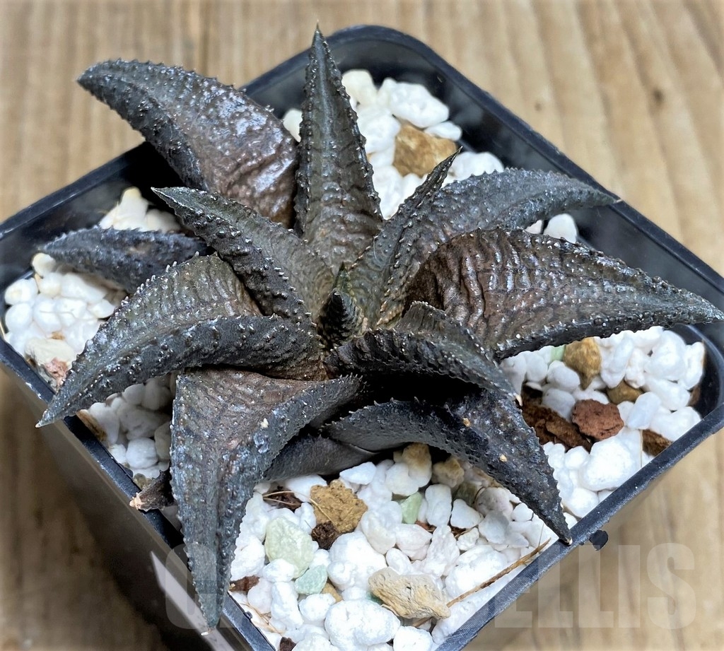 SHPR22290 Haworthia tessellata x koelmaniorum
