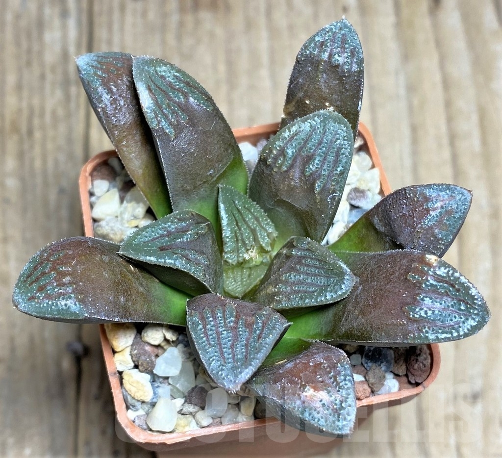 SHPR22291 Haworthia 'Chocolate' hybrid