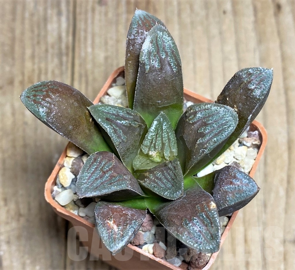 SHPR22291 Haworthia 'Chocolate' hybrid - Image 2