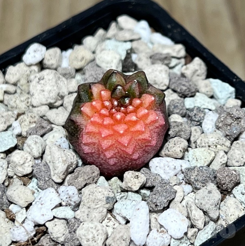 SHPR21588 Gymnocalycium mihanovichii f. inermis cristata variegata