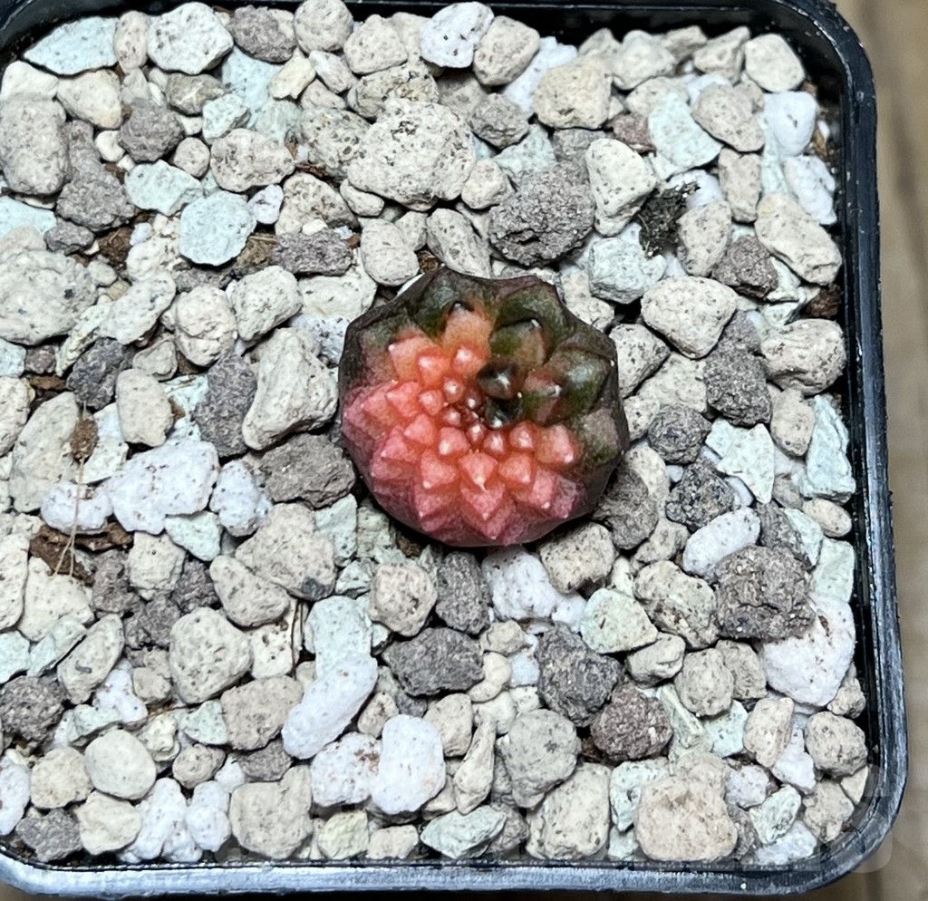 SHPR21588 Gymnocalycium mihanovichii f. inermis cristata variegata - Obrázek 2