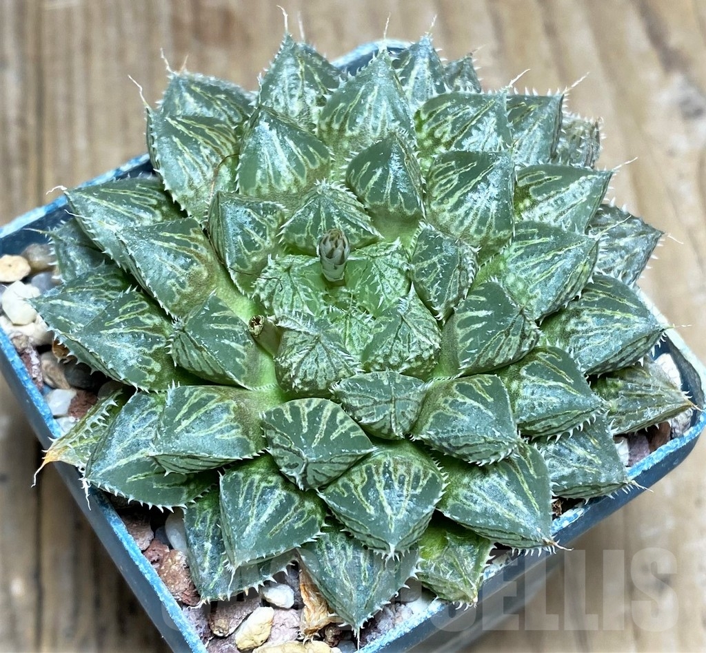 SHPR22329 Haworthia 'Mirrorball'