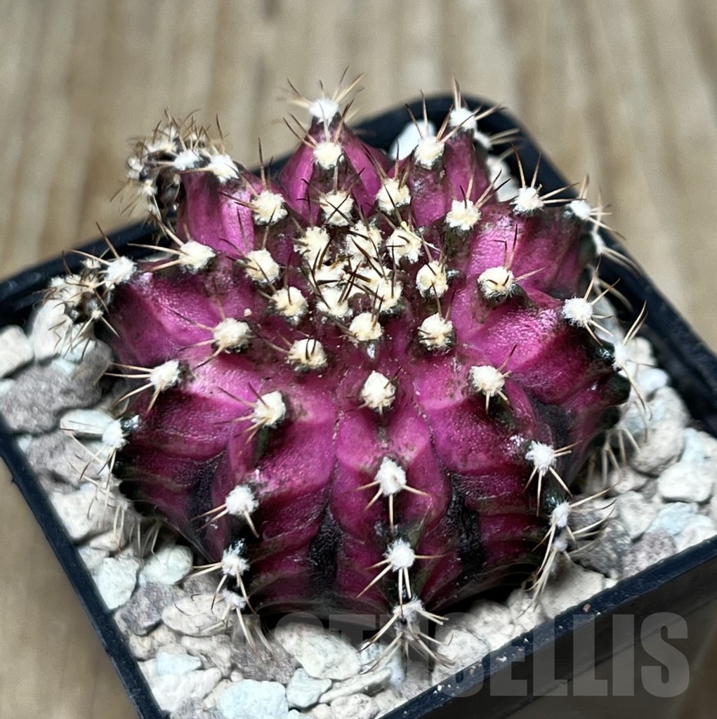 SHPR21590 Gymnocalycium mihanovichii ‘T-lux’