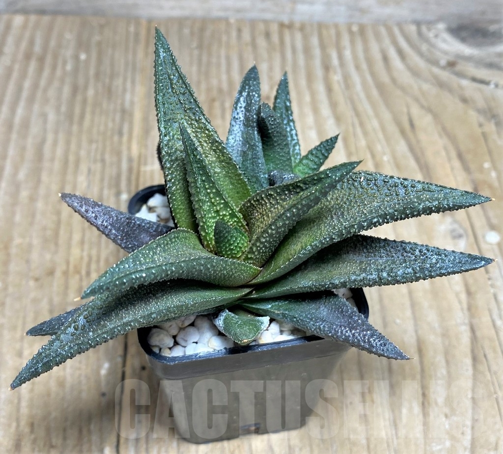 SHPR22331 Haworthia scabra x koelmaniorum