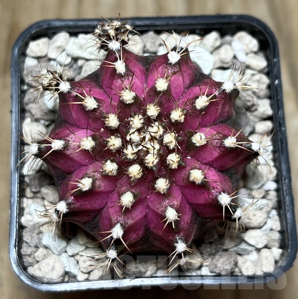 SHPR21590 Gymnocalycium mihanovichii ‘T-lux’ - Obrázek 2