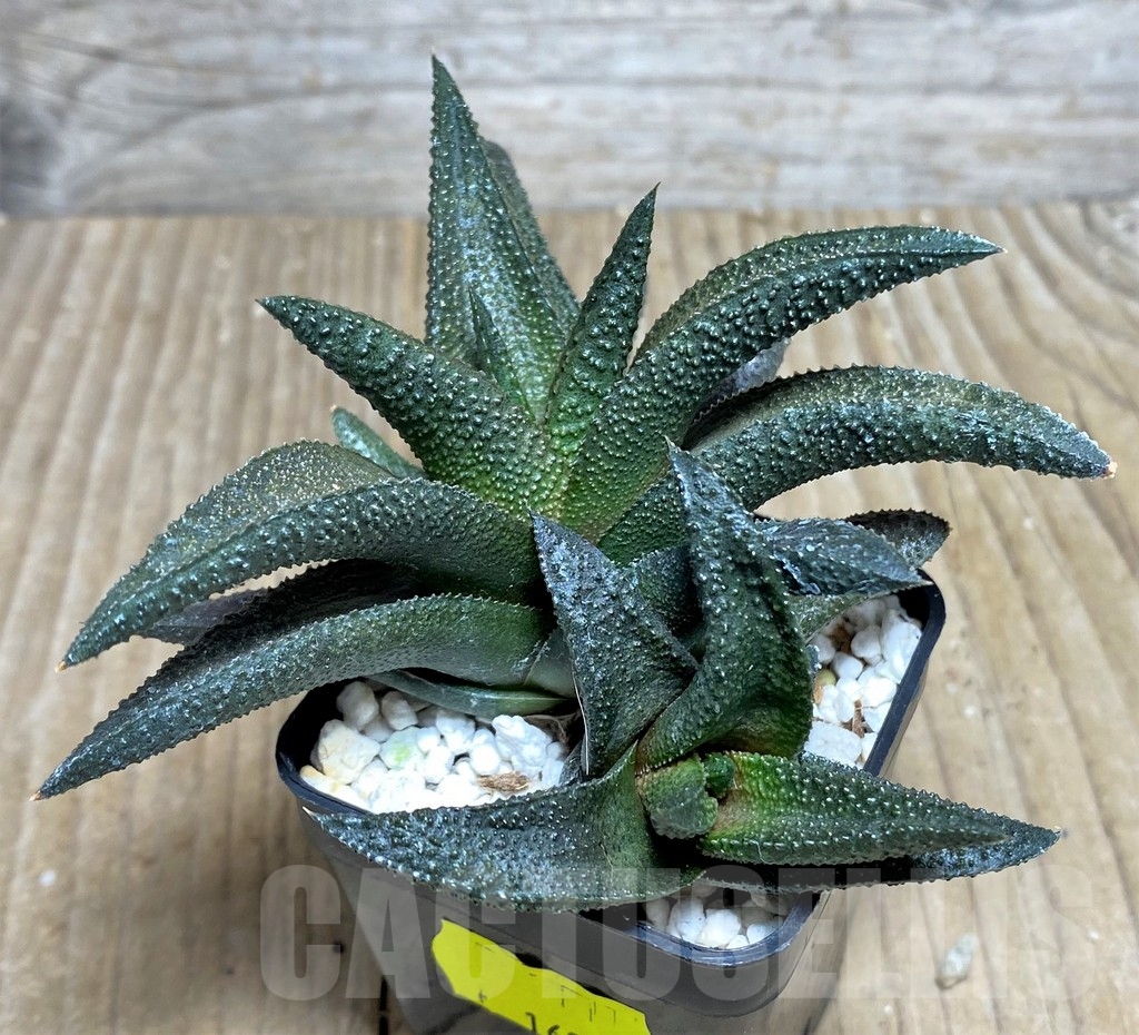 SHPR22331 Haworthia scabra x koelmaniorum - Image 2