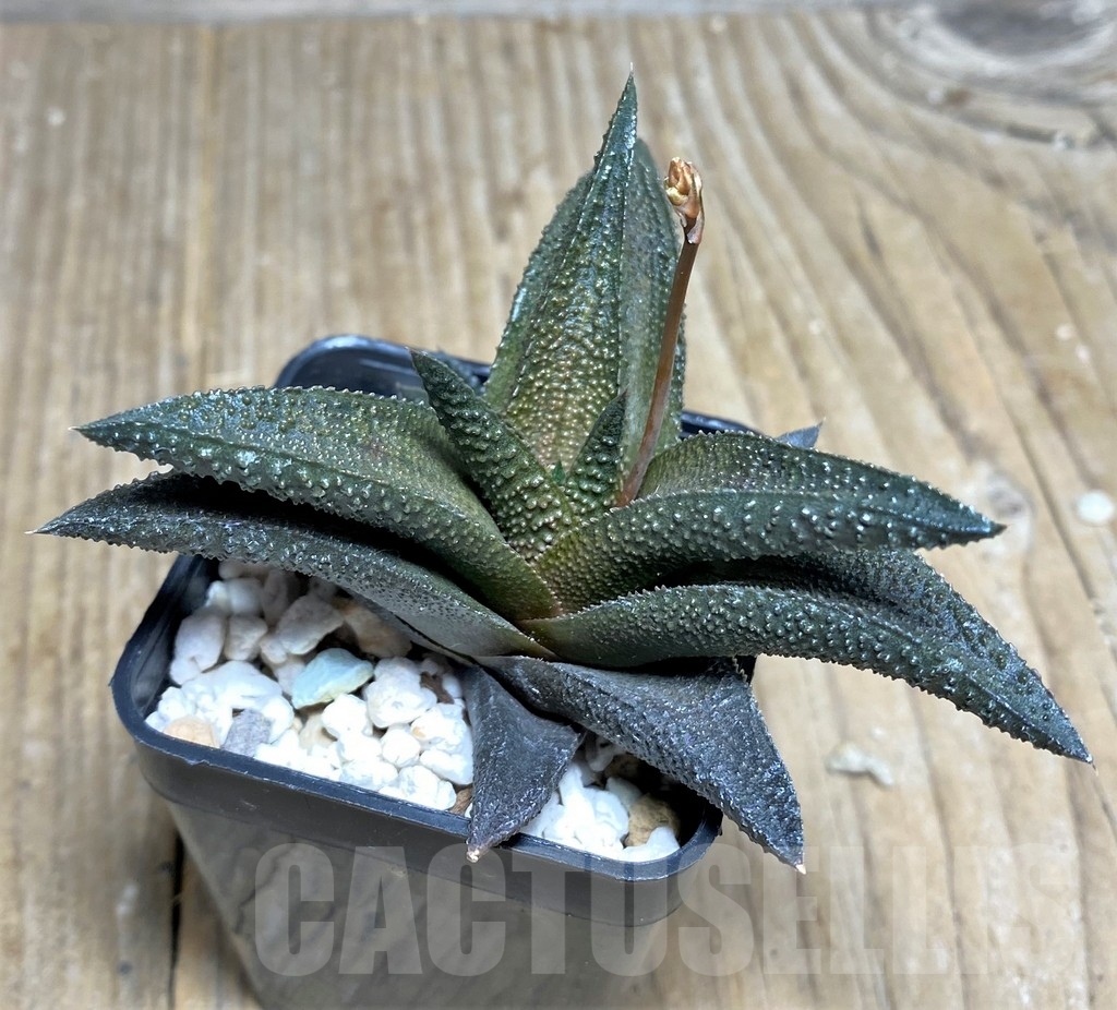 SHPR22332 Haworthia scabra x koelmaniorum