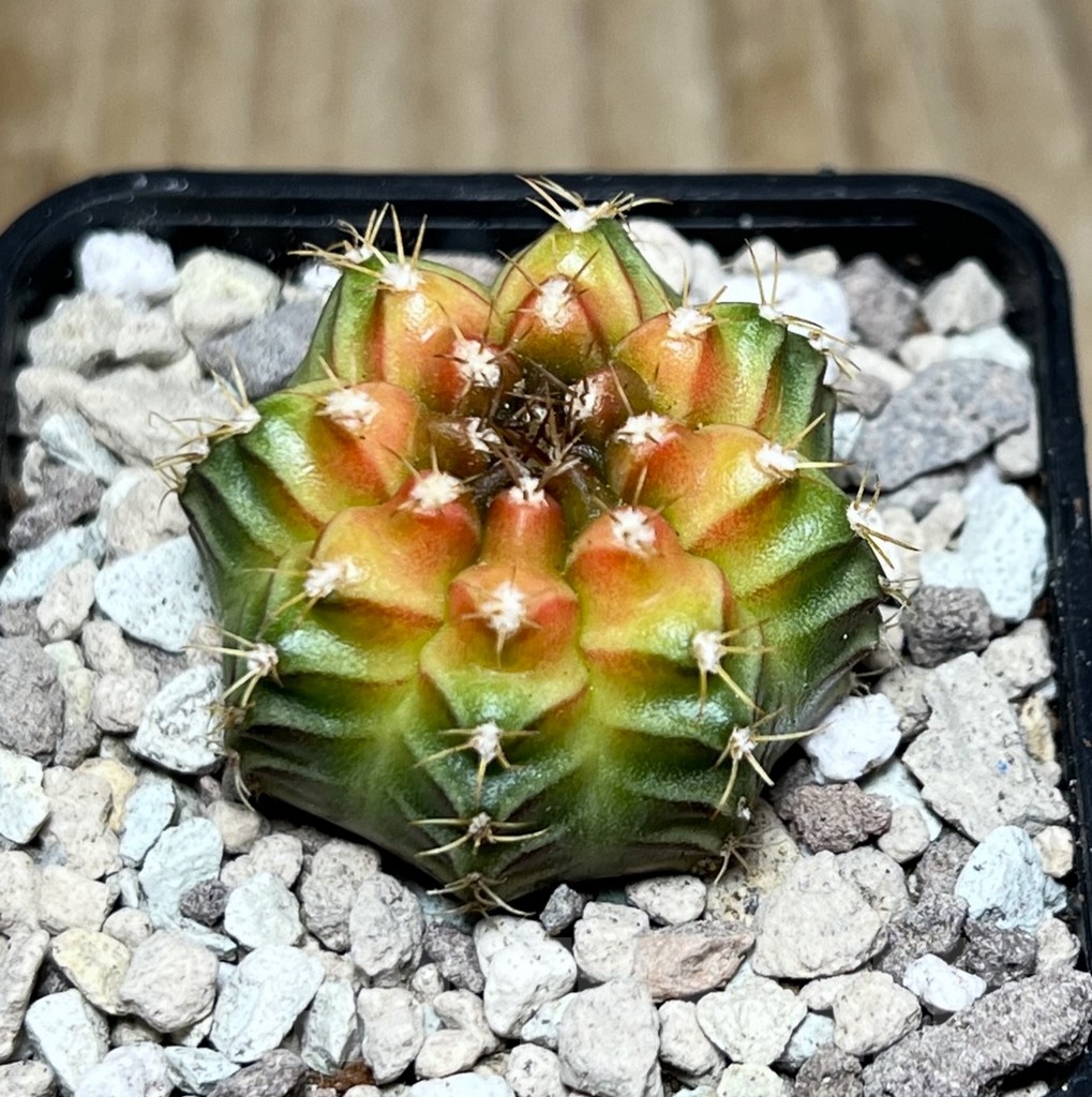SHPR21591 Gymnocalycium mihanovichii ‘Magic Pink’