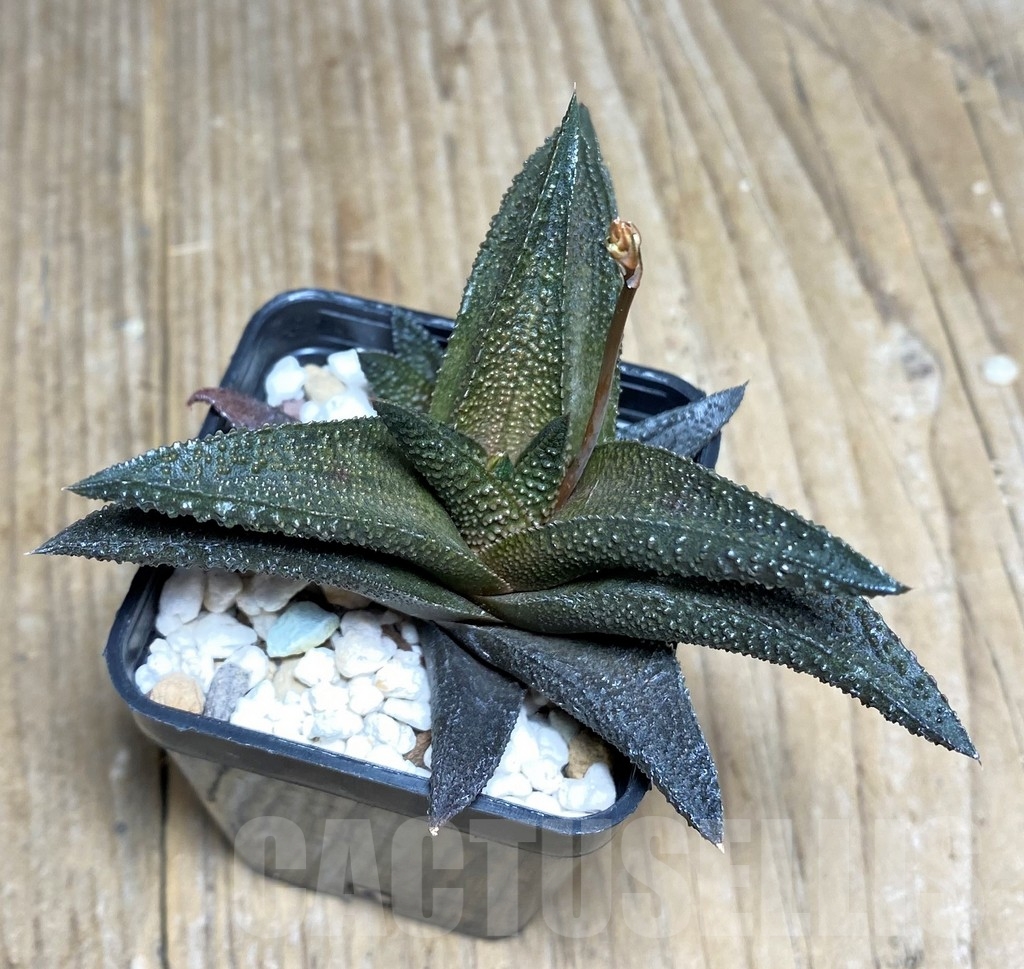 SHPR22332 Haworthia scabra x koelmaniorum - Image 2