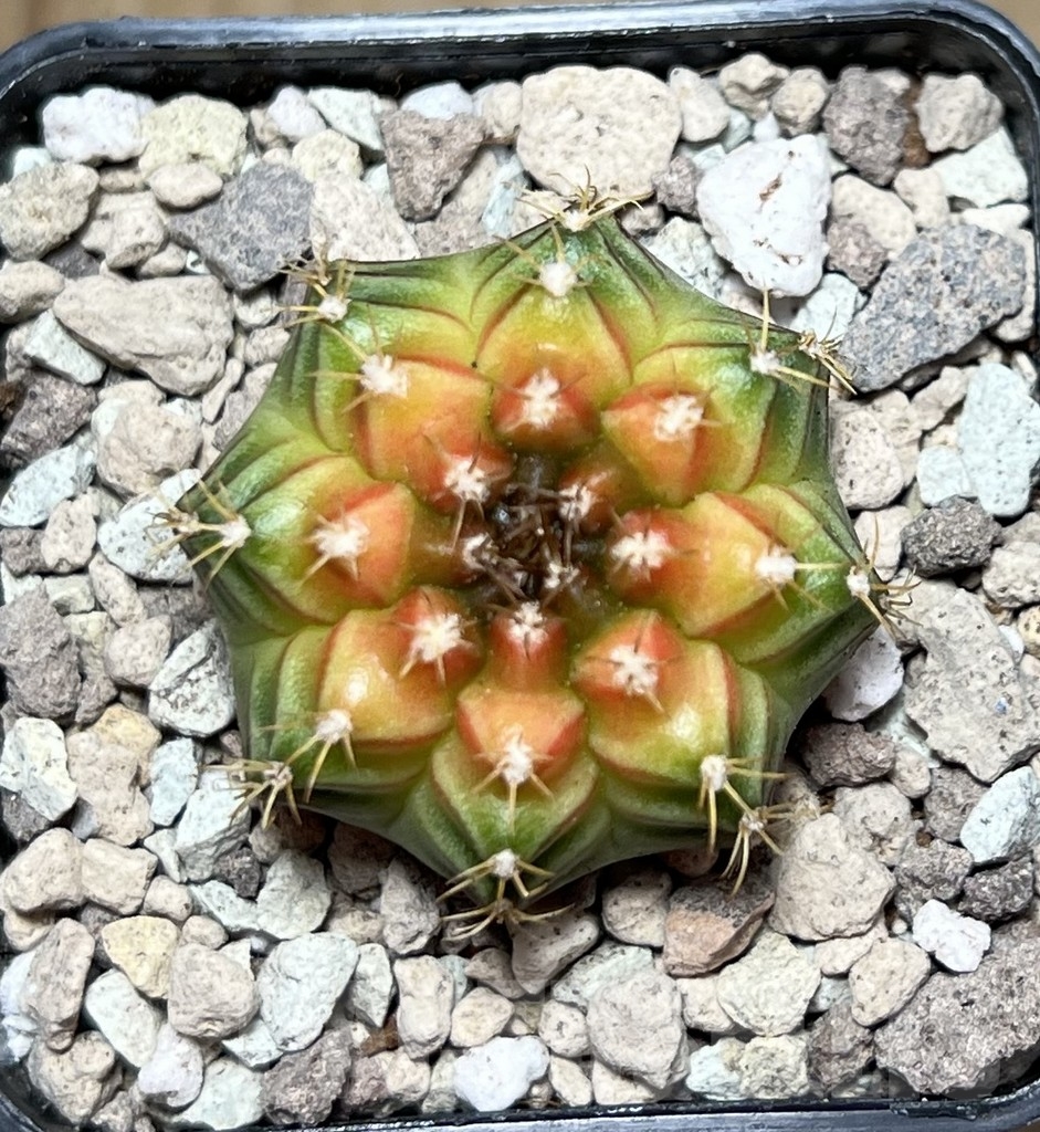 SHPR21591 Gymnocalycium mihanovichii ‘Magic Pink’ - Obrázek 2