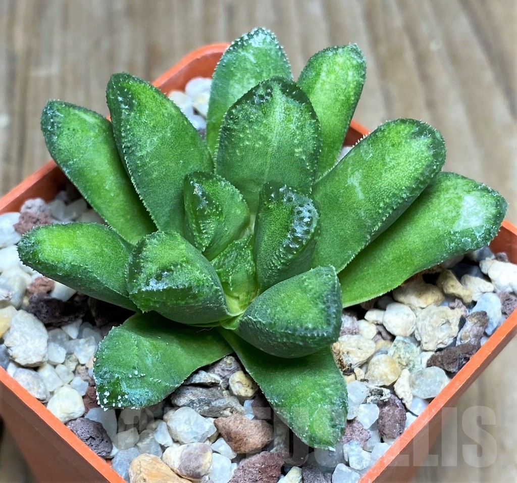 SHPR22333 Haworthia floribunda hybrid - Image 2