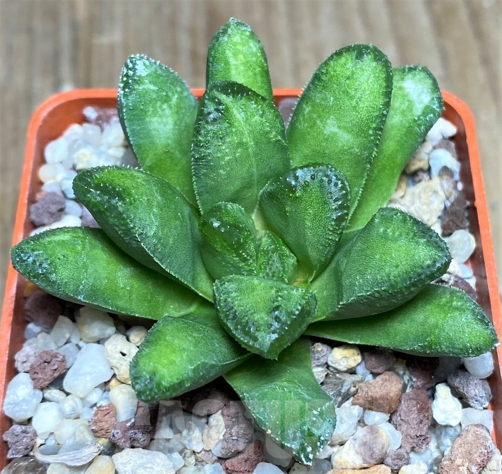 SHPR22333 Haworthia floribunda hybrid