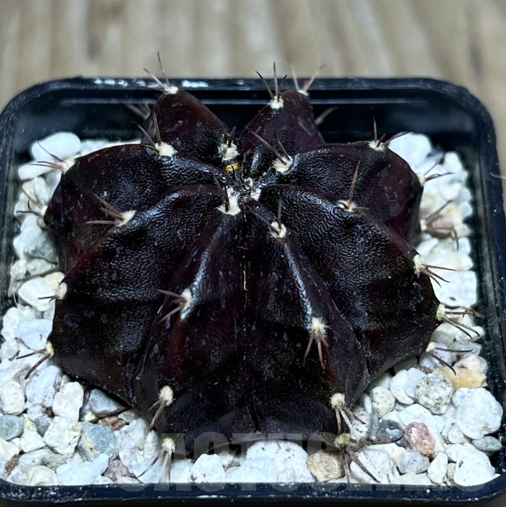 SHPR21592 Gymnocalycium mihanovichii ‘Black Widow’