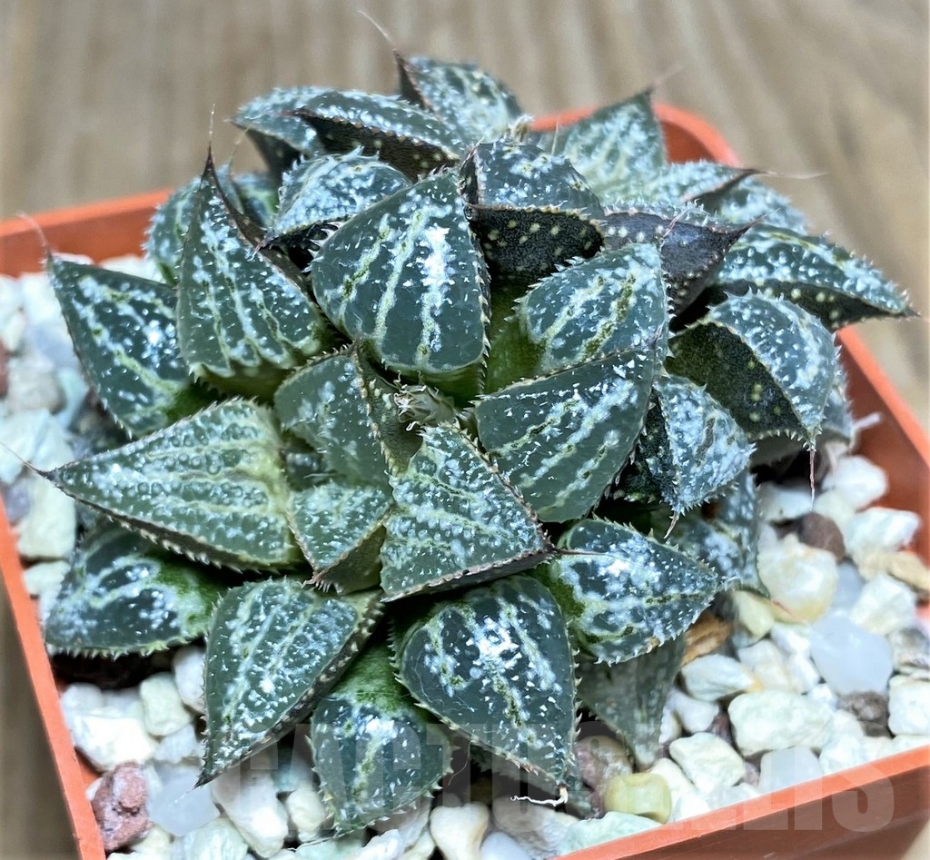 SHPR22334 Haworthia 'Yuki Keshiki'