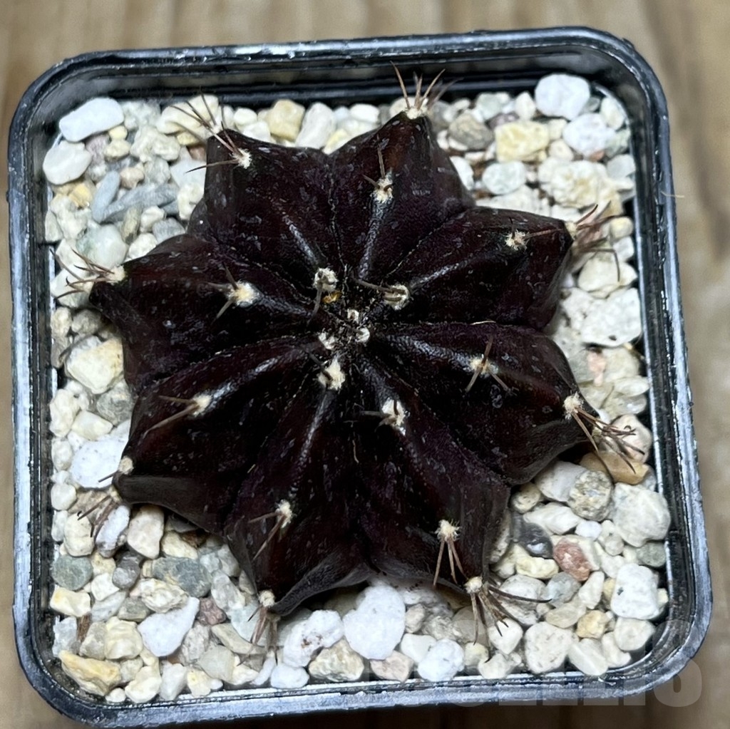 SHPR21592 Gymnocalycium mihanovichii ‘Black Widow’ - Obrázek 2