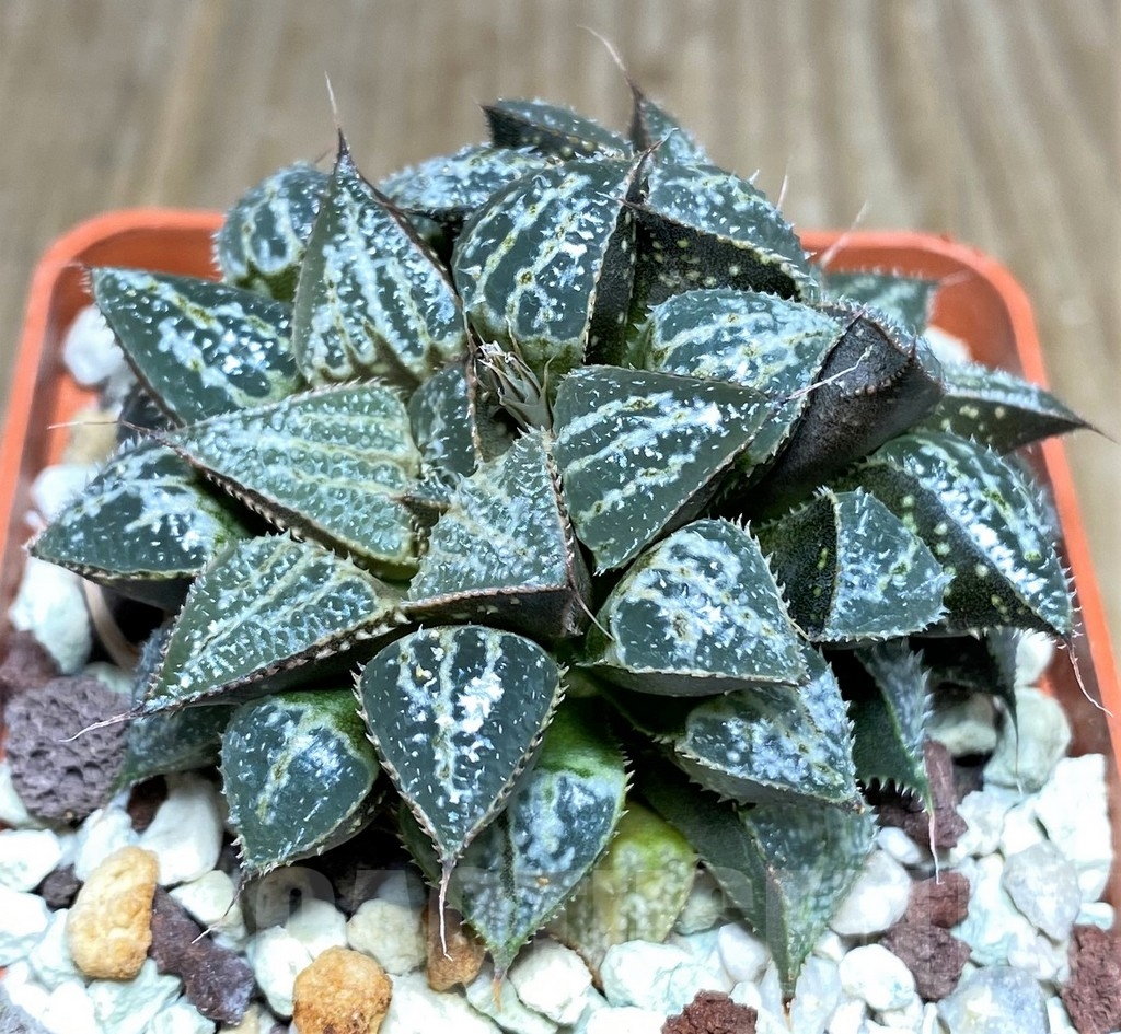 SHPR22334 Haworthia 'Yuki Keshiki' - Image 2