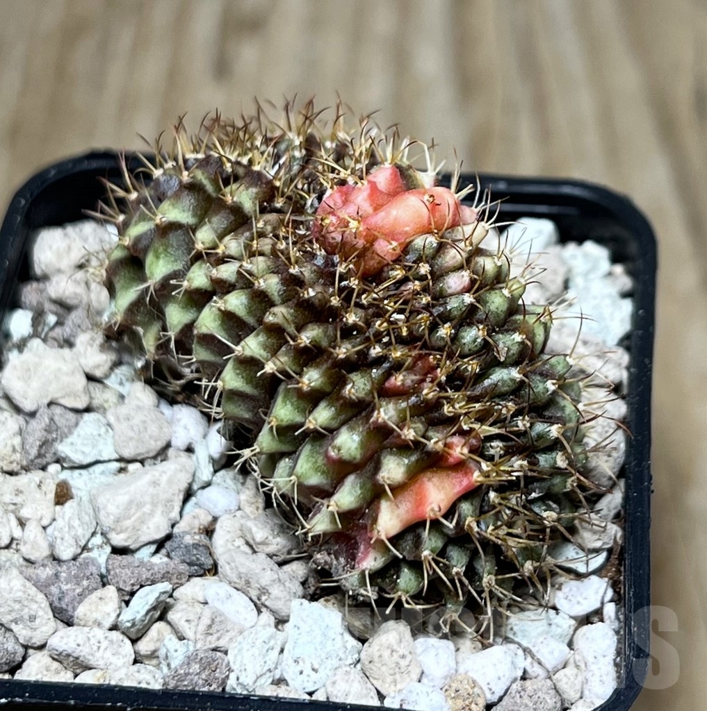 SHPR21593 Gymnocalycium mihanovichii f. cristata variegata