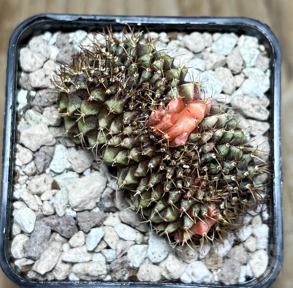 SHPR21593 Gymnocalycium mihanovichii f. cristata variegata - Obrázek 2