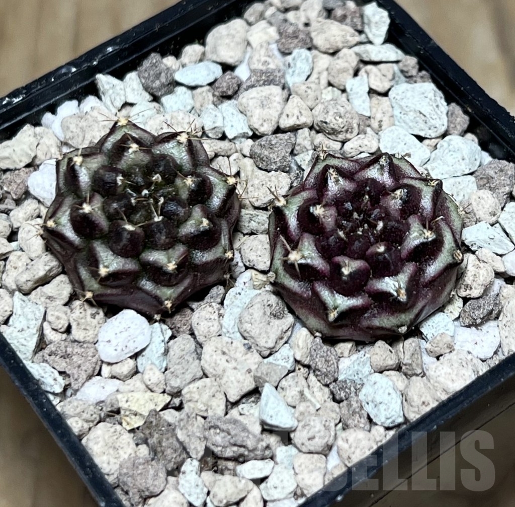 SHPR21594 Gymnocalycium mihanovichii ‘Day dream’ , 2 plants seedling