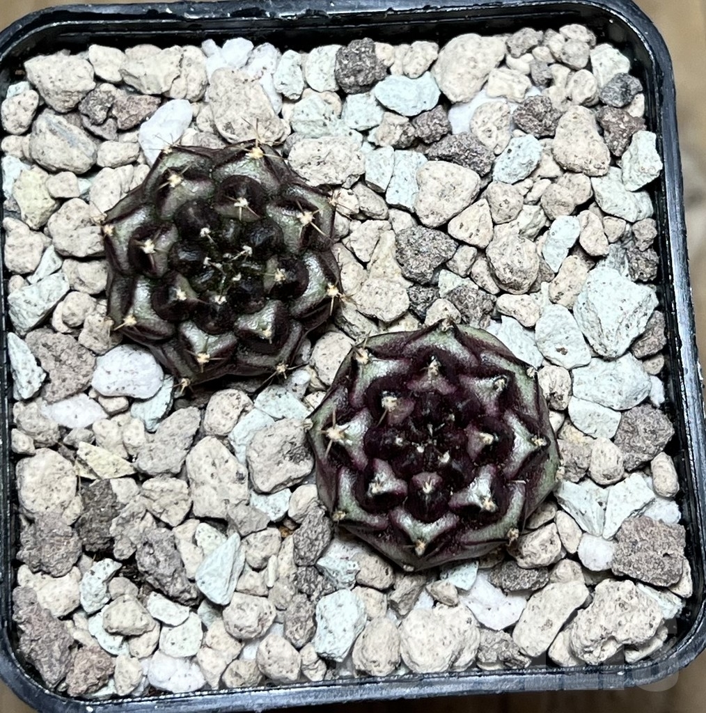 SHPR21594 Gymnocalycium mihanovichii ‘Day dream’ , 2 plants seedling - immagine 2