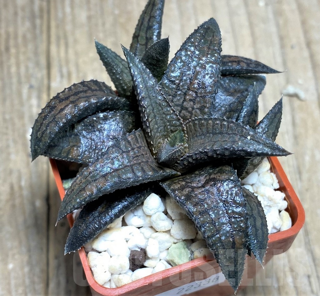 SHPR22338 Haworthia tessellata x koelmaniorum – Bild 2