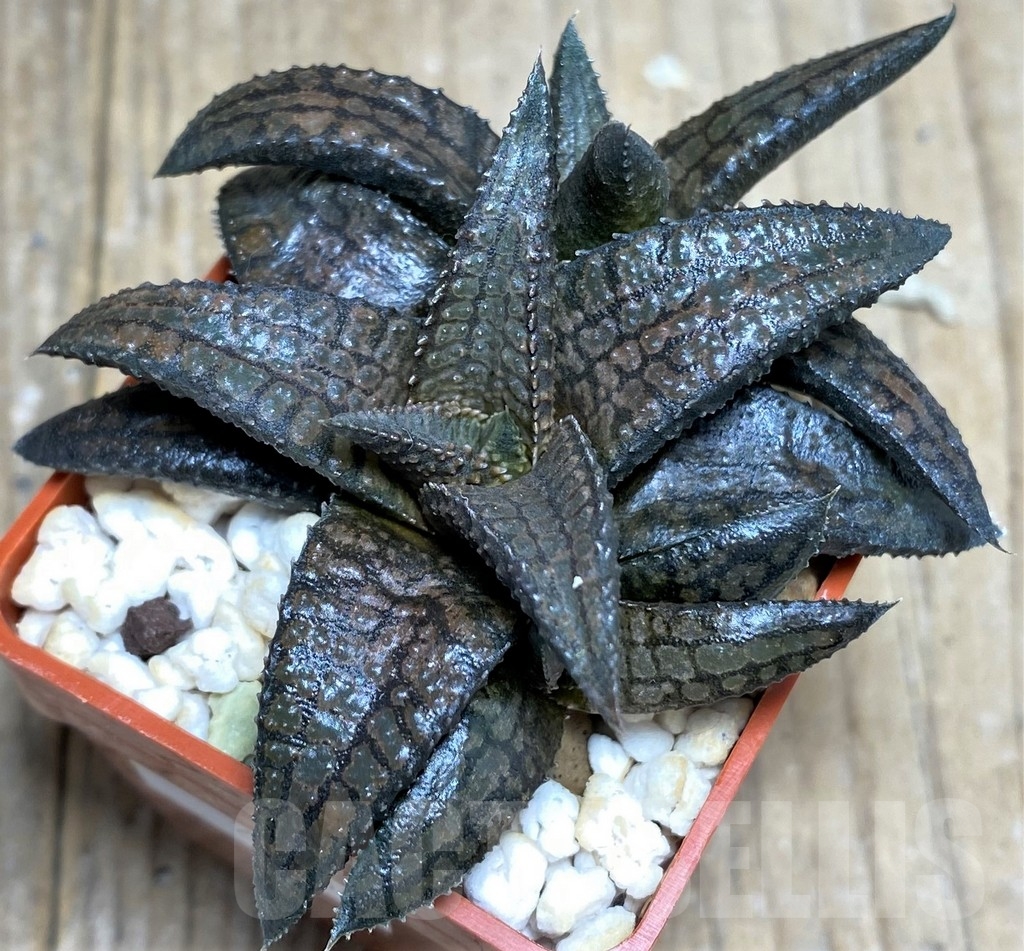 SHPR22338 Haworthia tessellata x koelmaniorum