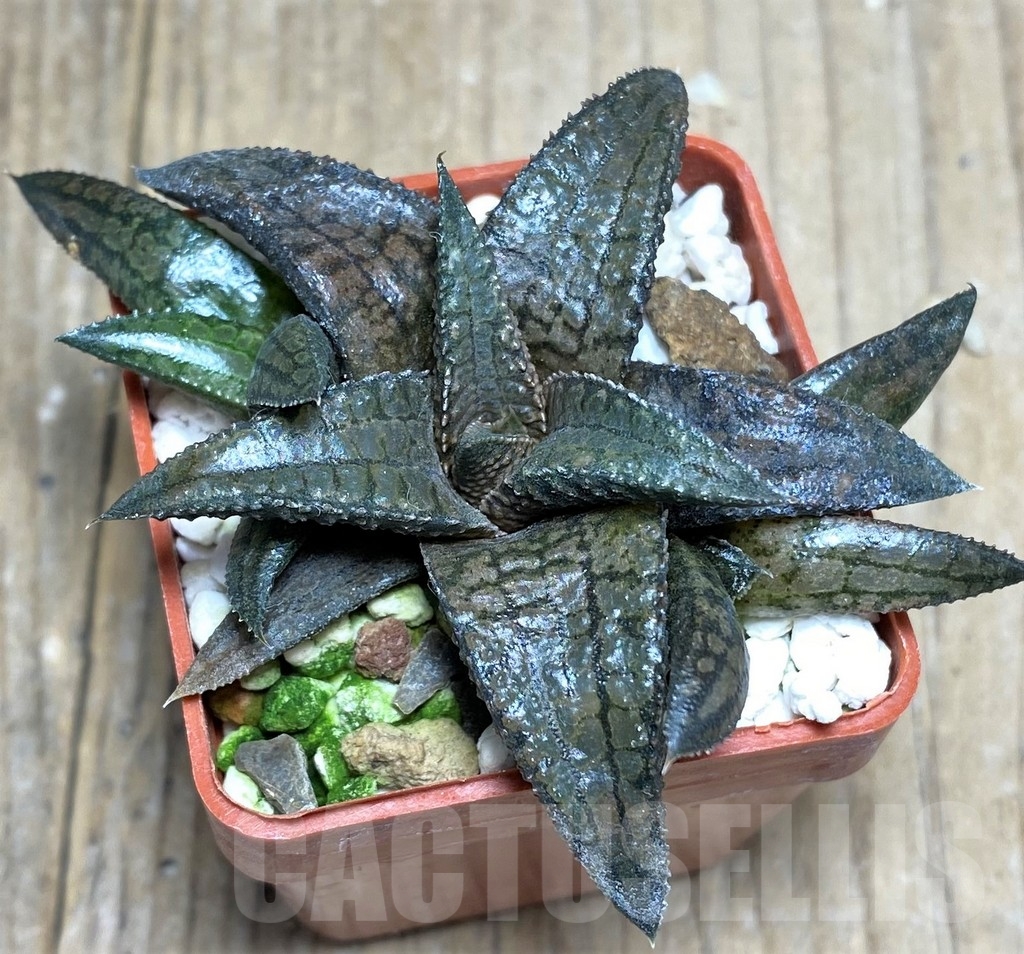SHPR22339 Haworthia tessellata x koelmaniorum – Bild 2