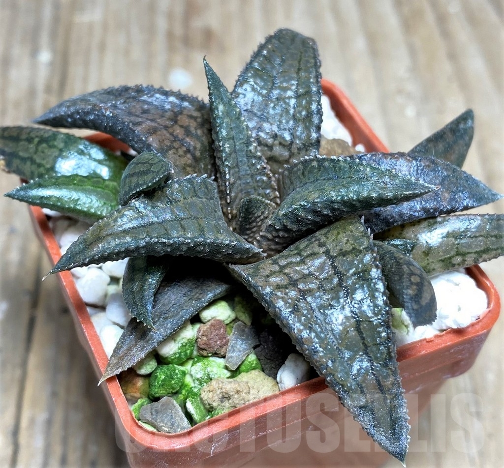 SHPR22339 Haworthia tessellata x koelmaniorum