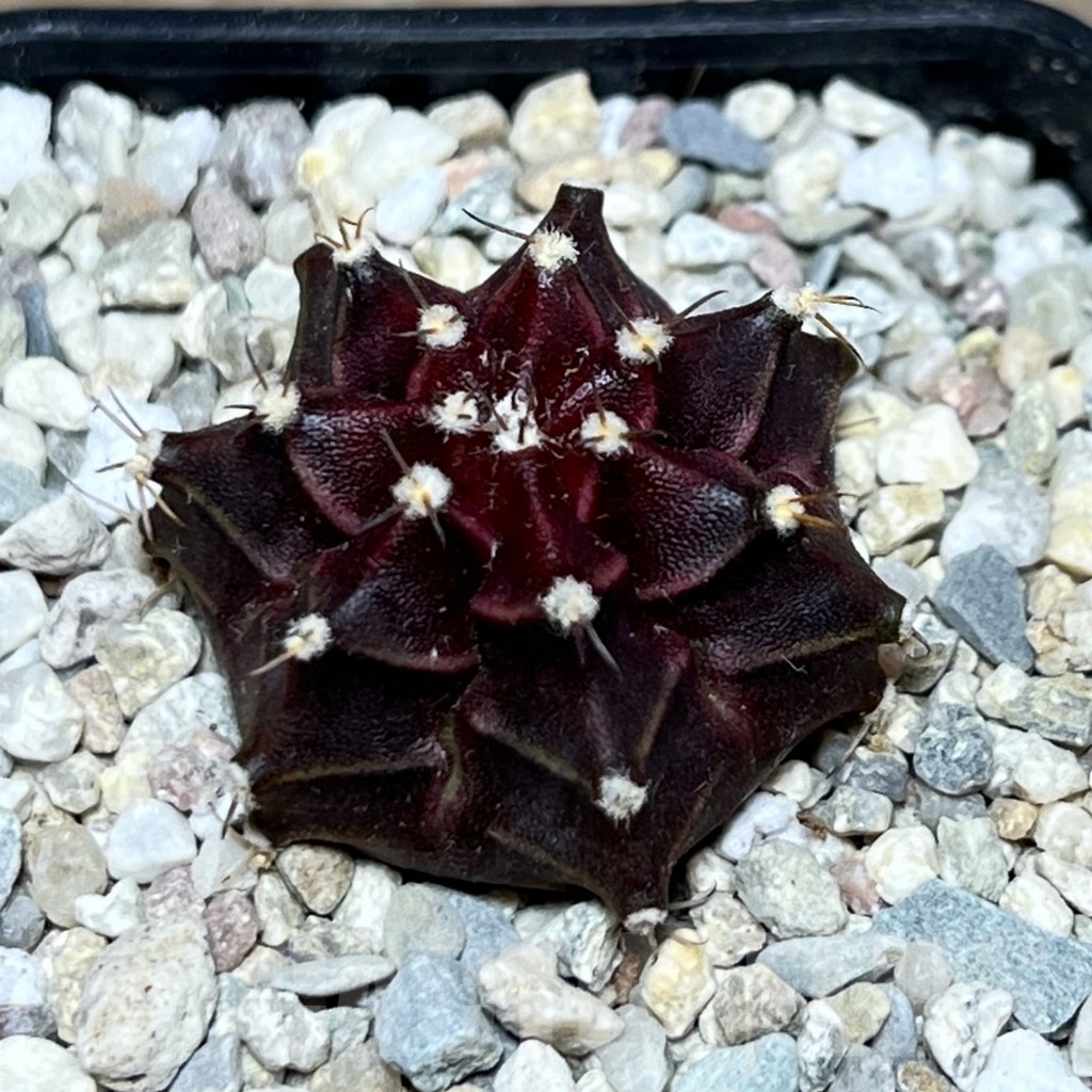SHPR21595 Gymnocalycium mihanovichii ‘Ruby Star’