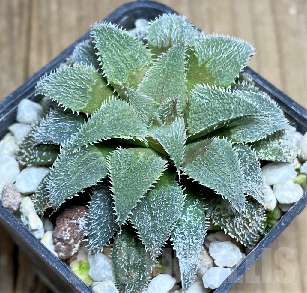 SHPR22340 Haworthia wimii hybrid -Japan- - Image 2