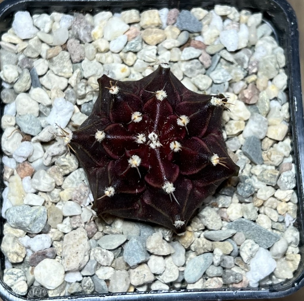 SHPR21595 Gymnocalycium mihanovichii ‘Ruby Star’ - Obrázek 2