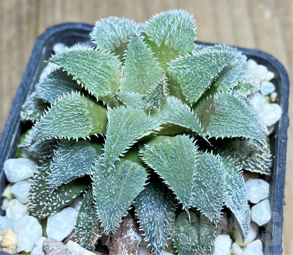 SHPR22340 Haworthia wimii hybrid -Japan-