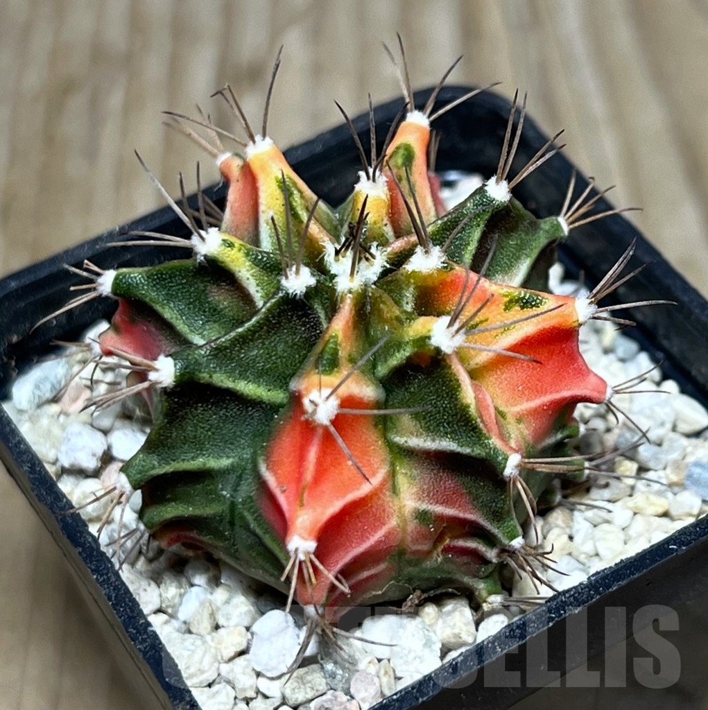 SHPR21596 Gymnocalycium mihanovichii ‘Fire opal’