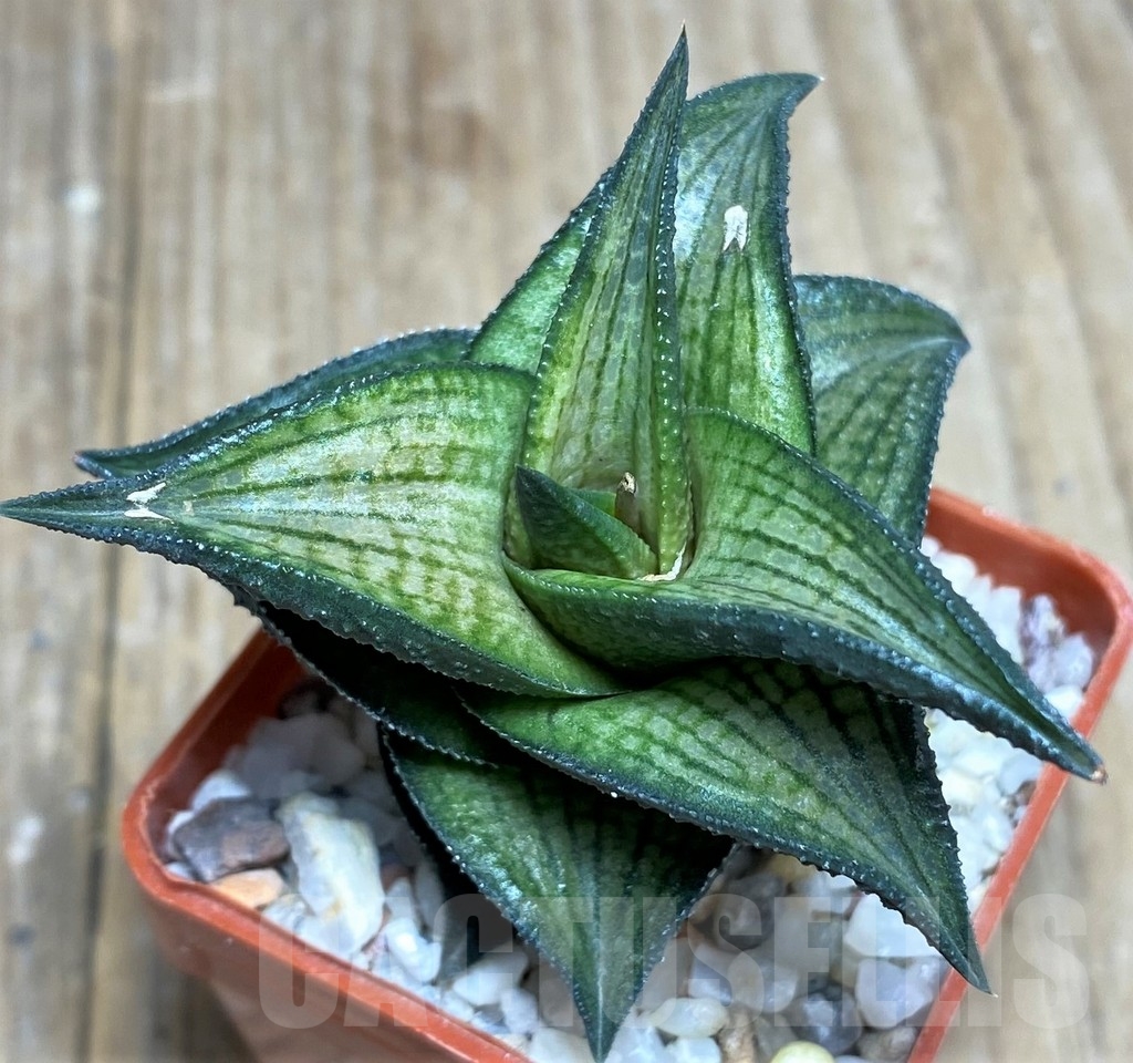 SHPR22341 Haworthia venosa v. simplex