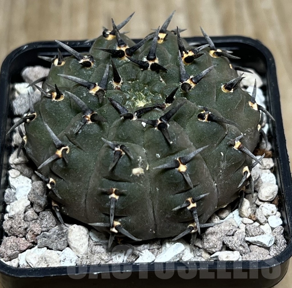 SHPR21597 Gymnocalycium bodenbenderianum -black spine-Japan - Obrázek 2