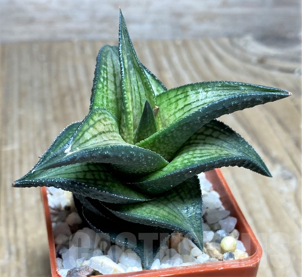 SHPR22341 Haworthia venosa v. simplex - Image 2