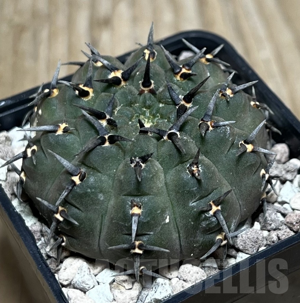 SHPR21597 Gymnocalycium bodenbenderianum -black spine-Japan