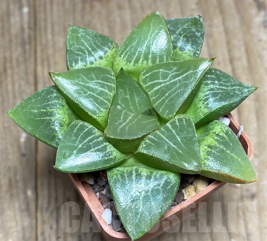 SHPR22342 Haworthia comptoniana x retusa