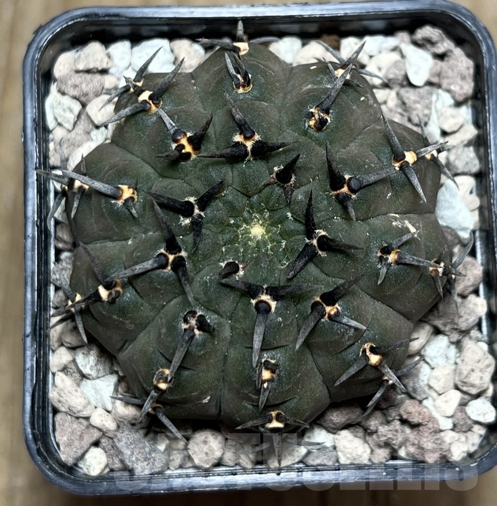 SHPR21597 Gymnocalycium bodenbenderianum -black spine-Japan - Obrázek 3