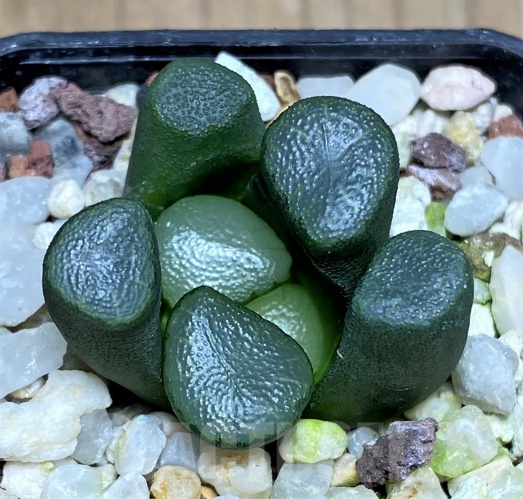 SHPR22343 Haworthia maughanii - Image 2