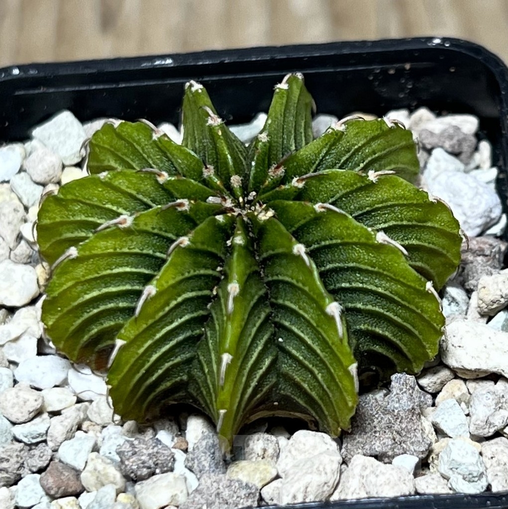 SHPR21598 Gymnocalycium friedrichii LB 2178 ‘Lime color’