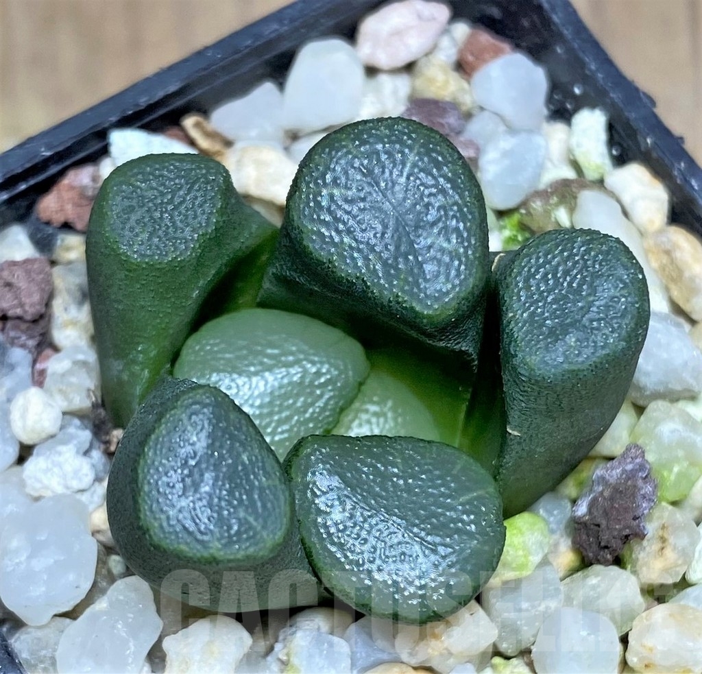 SHPR22343 Haworthia maughanii