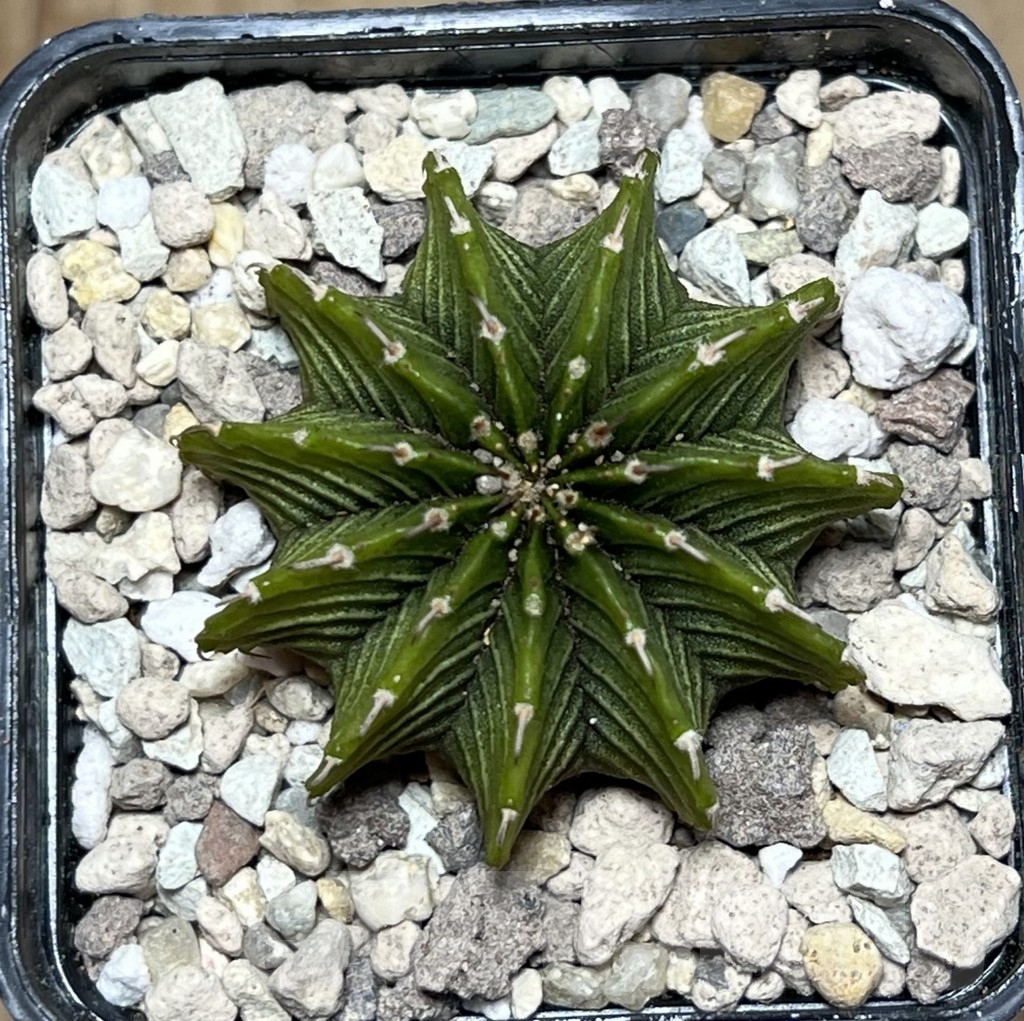 SHPR21598 Gymnocalycium friedrichii LB 2178 ‘Lime color’ - Obrázek 2