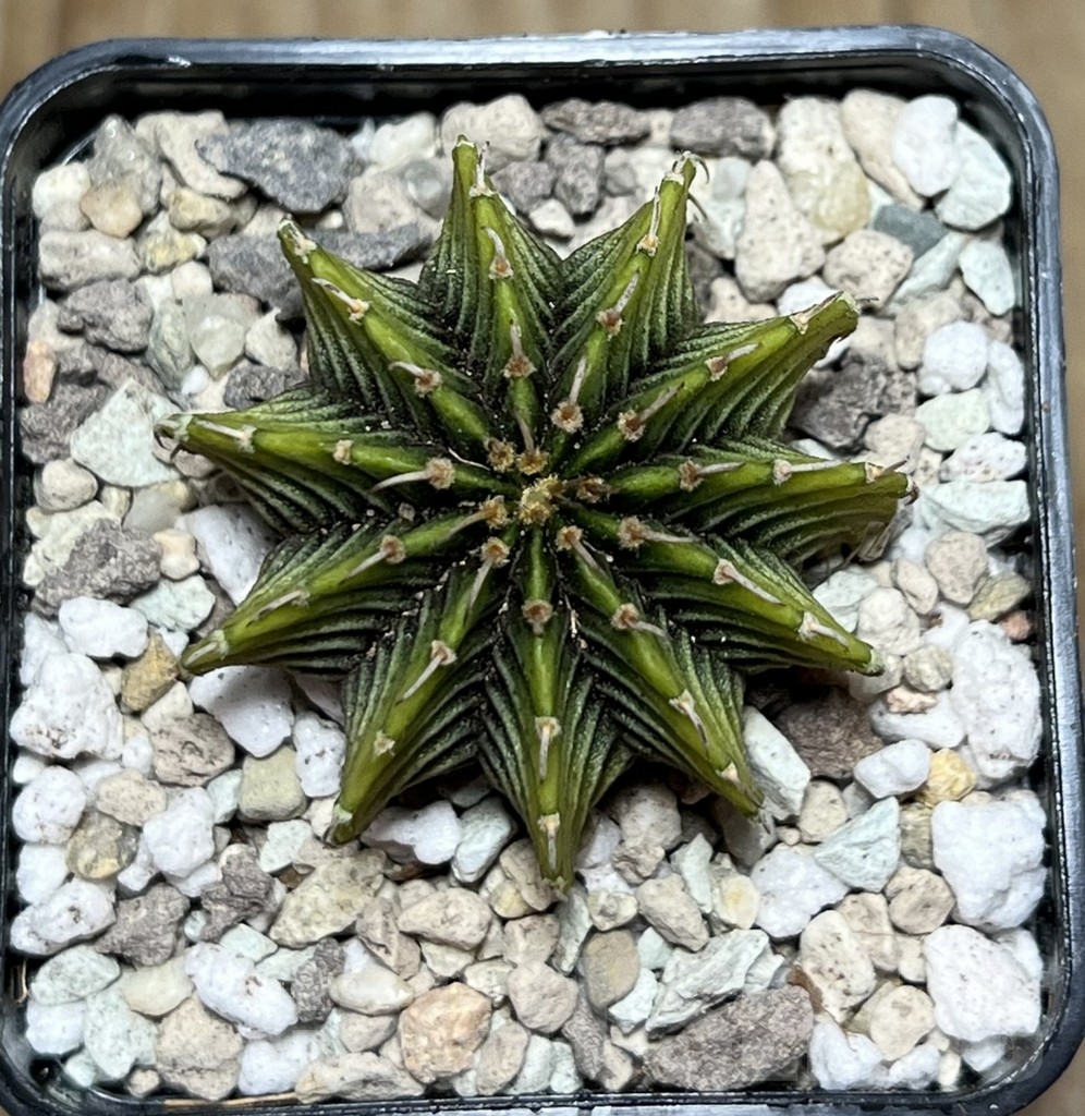 SHPR21599 Gymnocalycium friedrichii LB 2178 ‘Lime color’ - Imagen 2