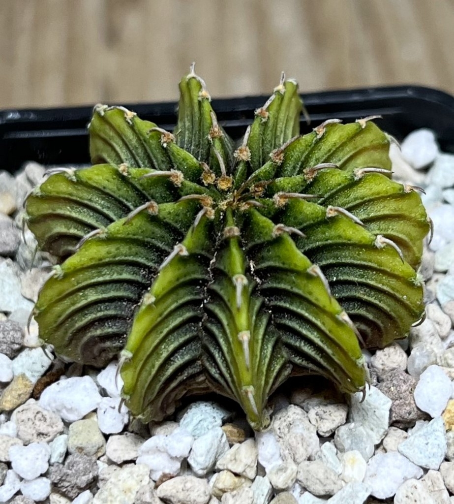 SHPR21599 Gymnocalycium friedrichii LB 2178 ‘Lime color’