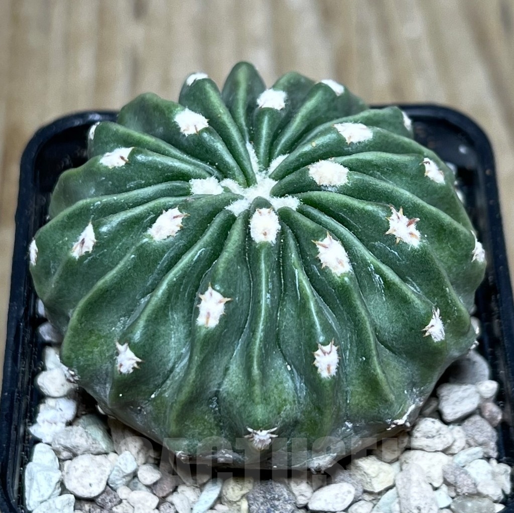SHPR21600 Echinocactus texensis f. inermis