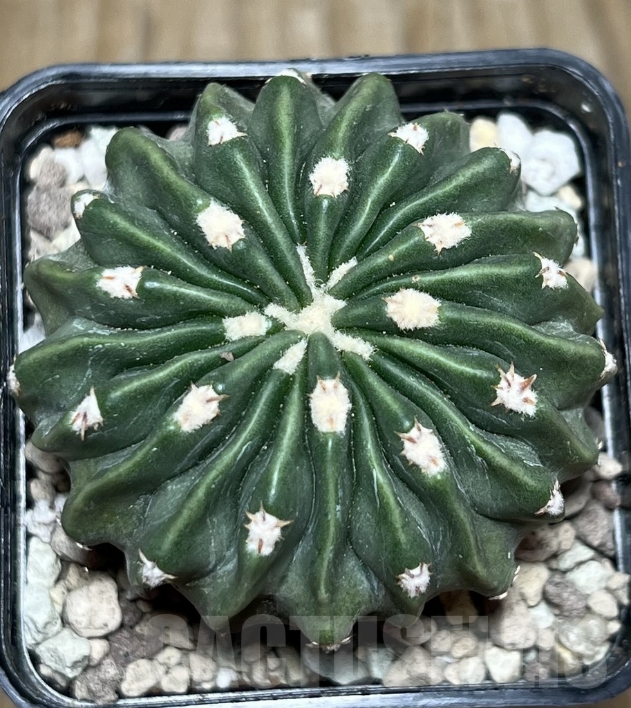 SHPR21600 Echinocactus texensis f. inermis - Image 2