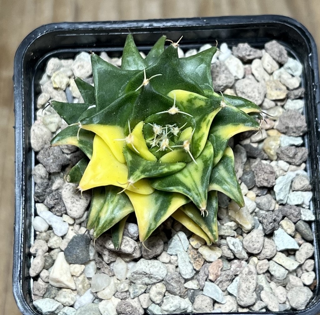 SHPR21601 Obregonia denegrii f. variegata - Image 2